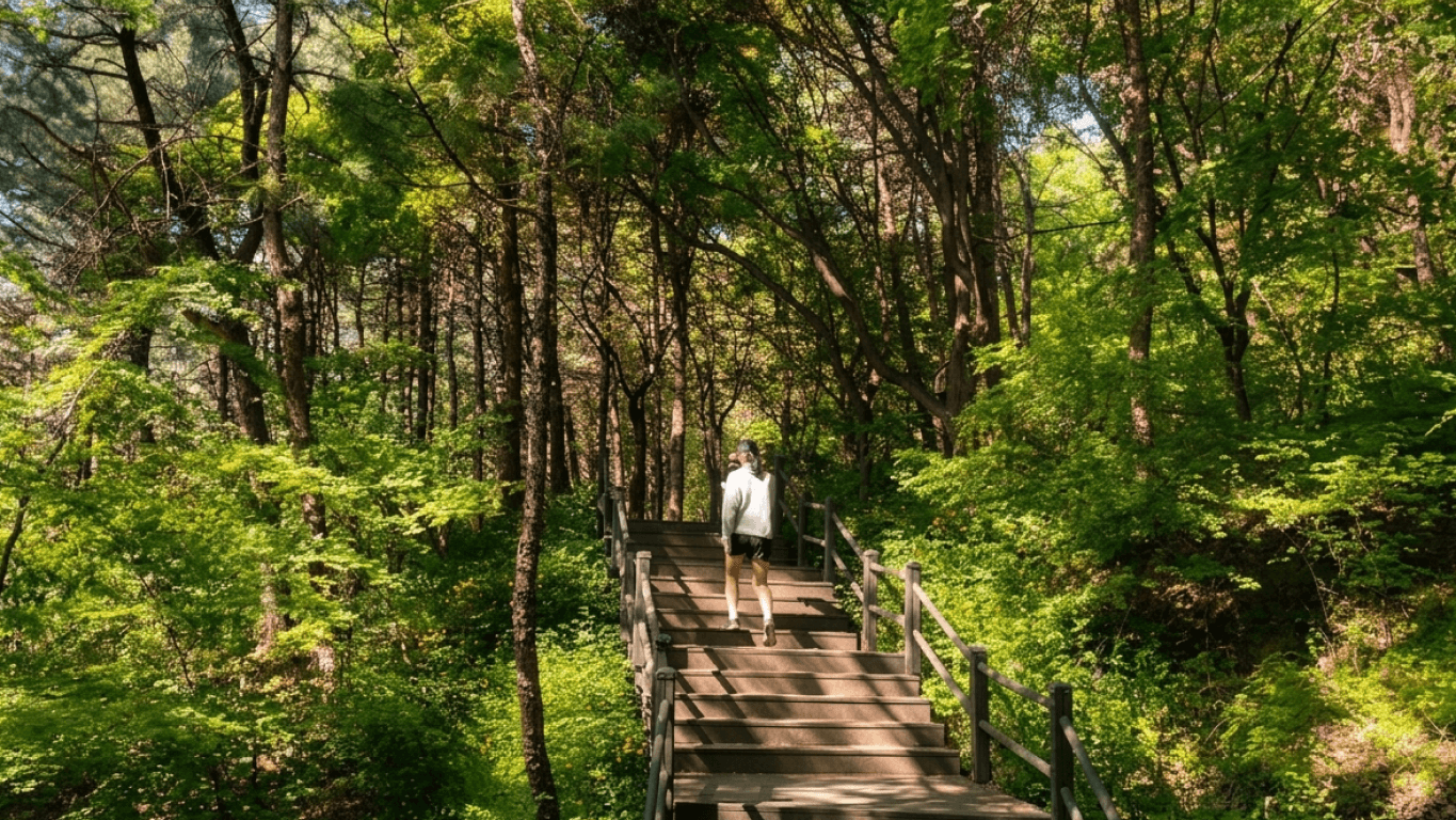 Ansan Trekking - A forest in the heart of the city